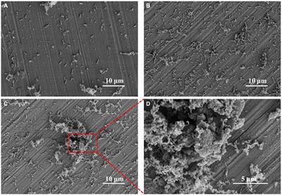 Microbiologically influenced corrosion of FeCoNiCrMn high-entropy alloys by Pseudomonas aeruginosa biofilm